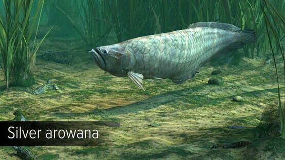 Ultimate Fishing Simulator: Amazon River DLC screenshot 15
