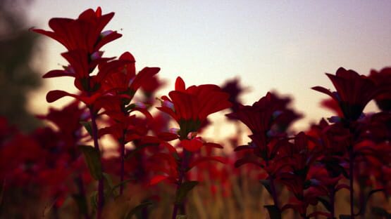 Petals screenshot 5